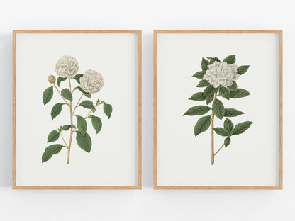 Gardenia Flower Botanical Art Prints - Set of Two