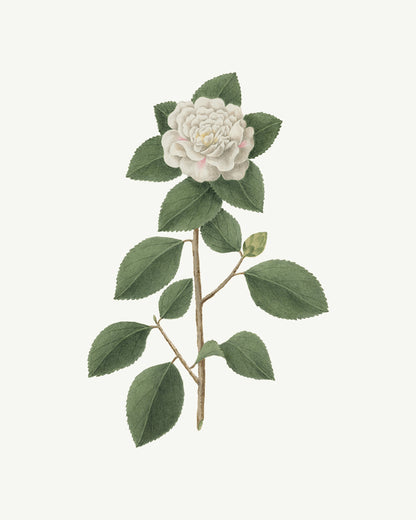Gardenia Flower Botanical Art Prints - Set of Two