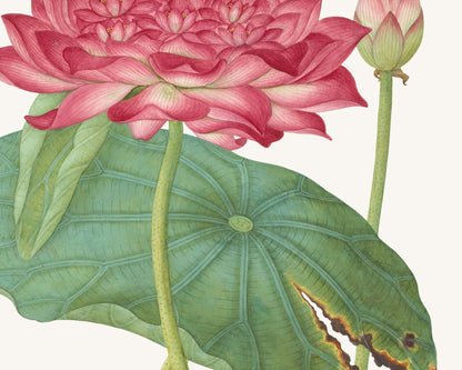 Chinese School Pink Lotus Flower Art Prints - Set of Two