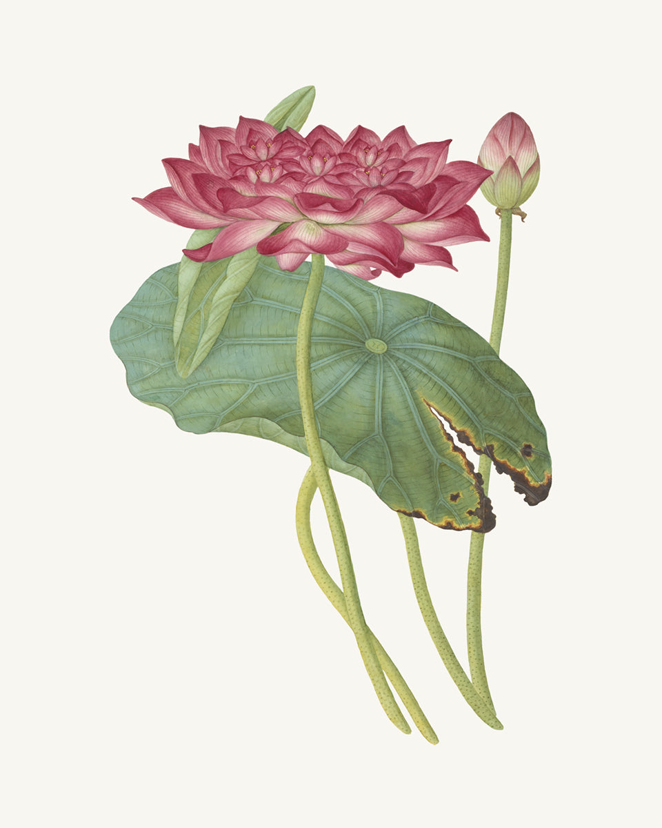 Chinese School Pink Lotus Flower Art Prints - Set of Two