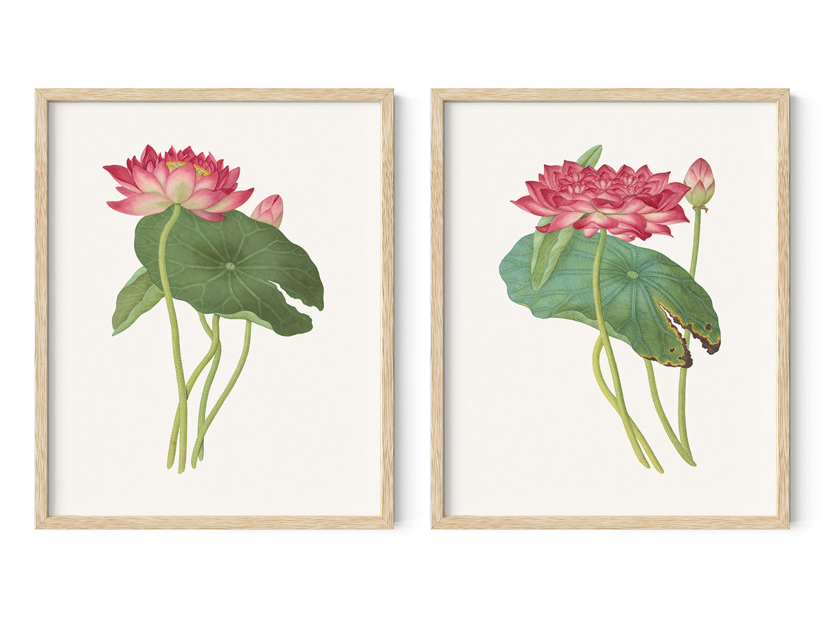 Chinese School Pink Lotus Flower Art Prints - Set of Two