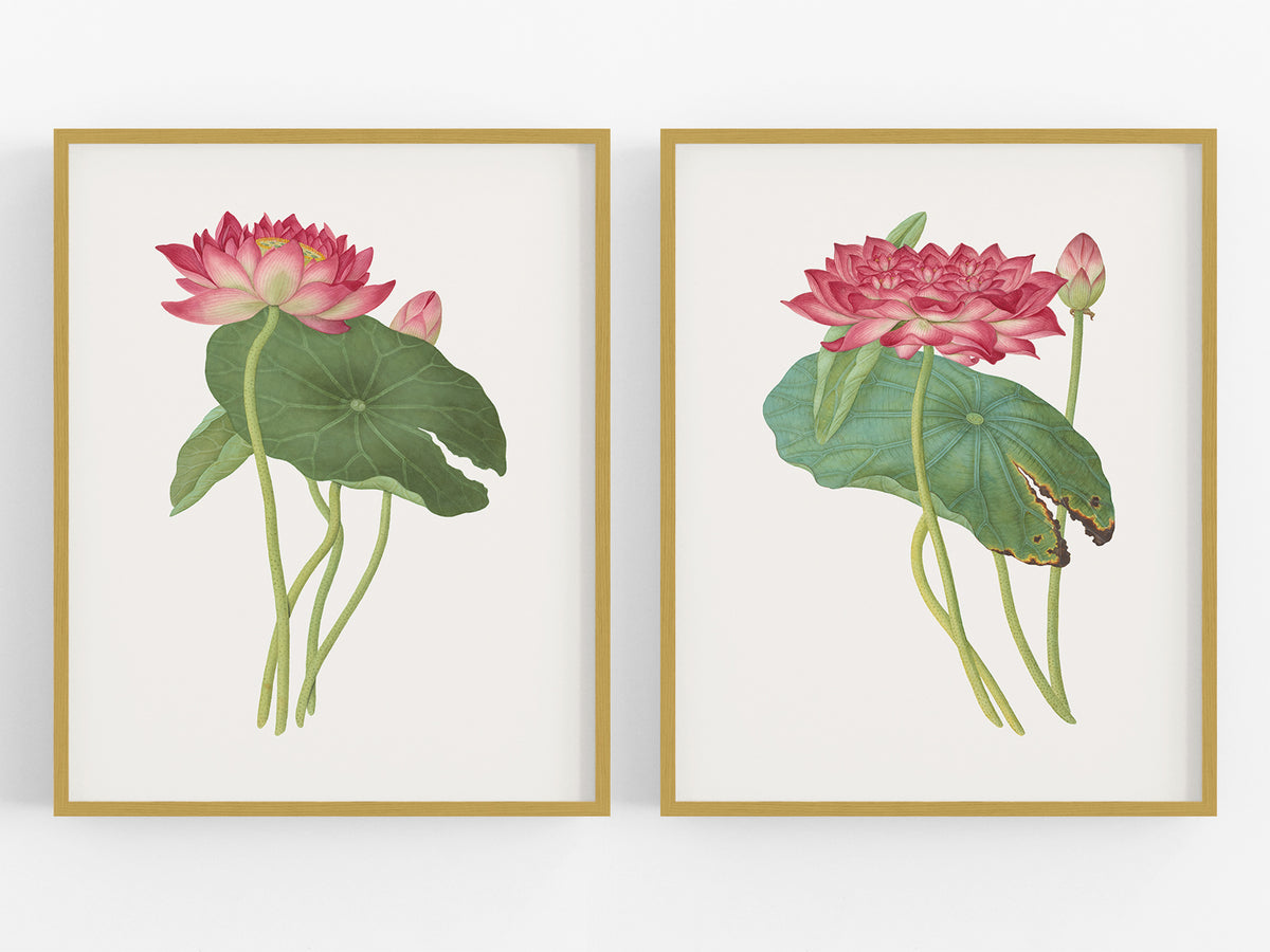 Chinese School Pink Lotus Flower Art Prints - Set of Two