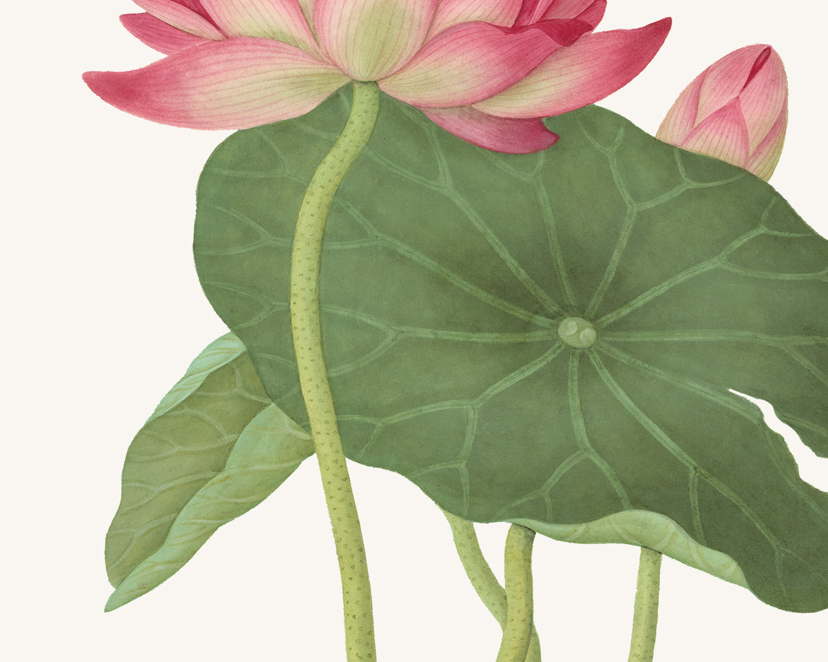 Chinese School Pink Lotus Flower Art Prints - Set of Two