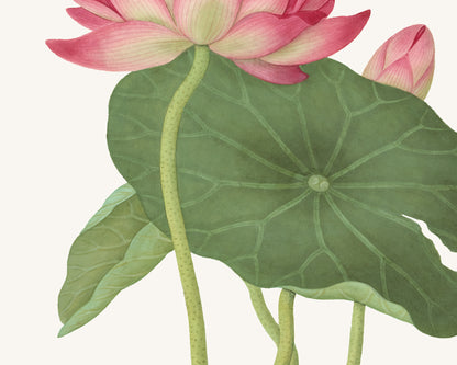 Chinese School Pink Lotus Flower Art Prints - Set of Two