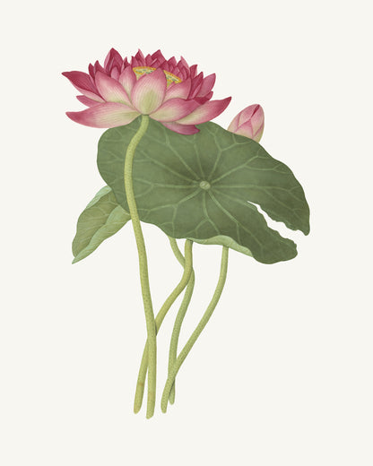 Chinese School Pink Lotus Flower Art Prints - Set of Two