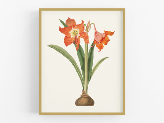 Orange Amaryllis Flower Botanical Art Print #2