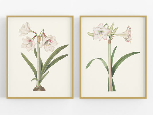 Blush Amaryllis Botanical Flower Art Prints - Set of Two