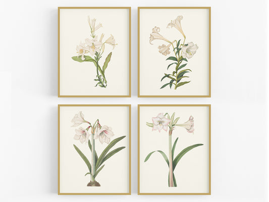 Lily Flower Botanical Art Prints - Set of Four