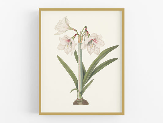 Blush Amaryllis Botanical Flower Art Print #1