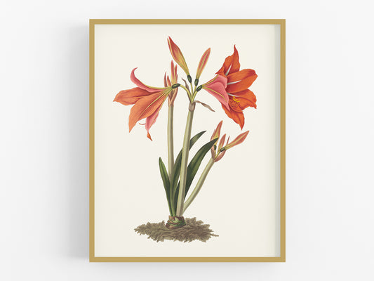 Orange Amaryllis Flower Botanical Art Print #1