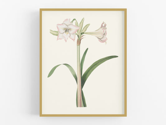 Blush Amaryllis Botanical Flower Art Print #2