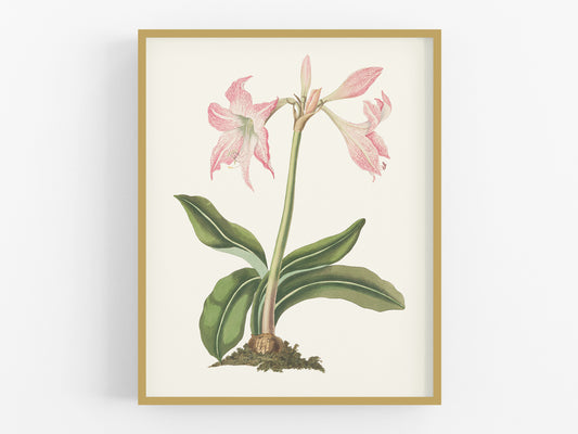 Pink Amaryllis Lily Flower Botanical Art Print