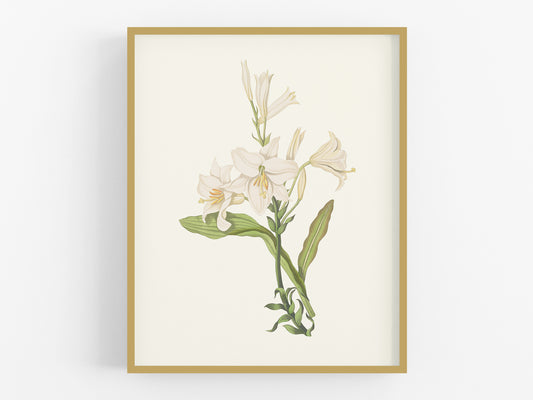 Cream Lily Botanical Flower Art Print #1