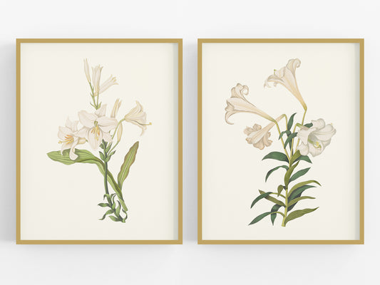 Cream Lily Botanical Flower Art Prints - Set of Two