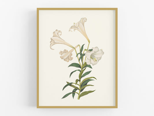 Cream Lily Botanical Flower Art Print #2