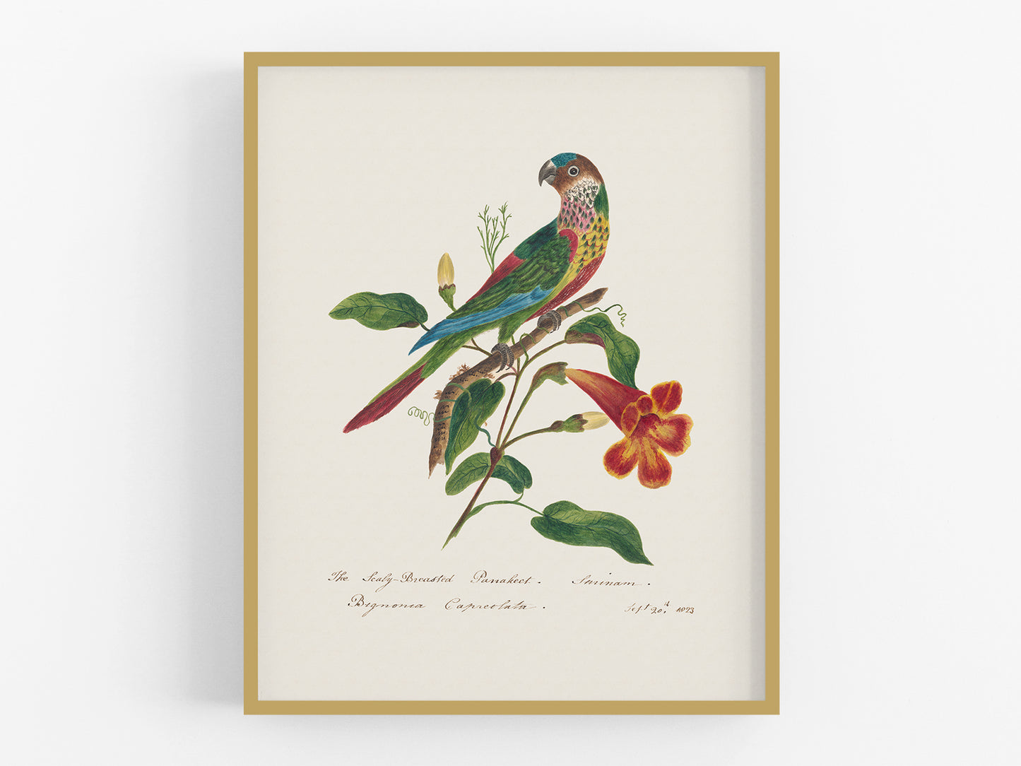 Parakeet Art Print