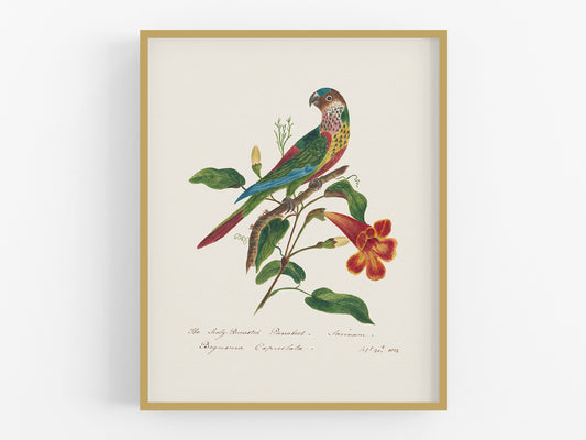 Parakeet Art Print