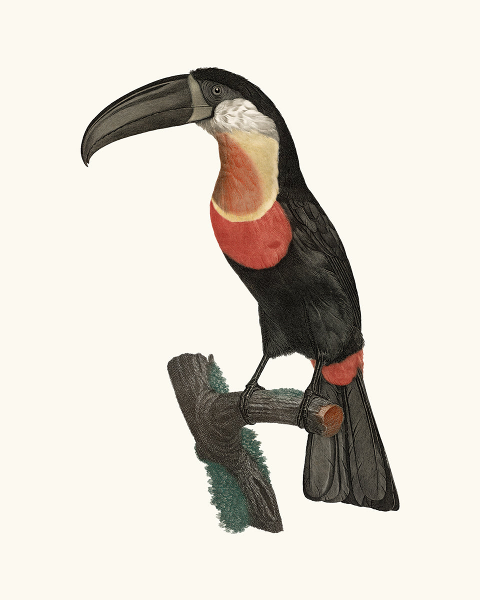 Toucan Drawings from France, Art Print Set #1 - Set of Two