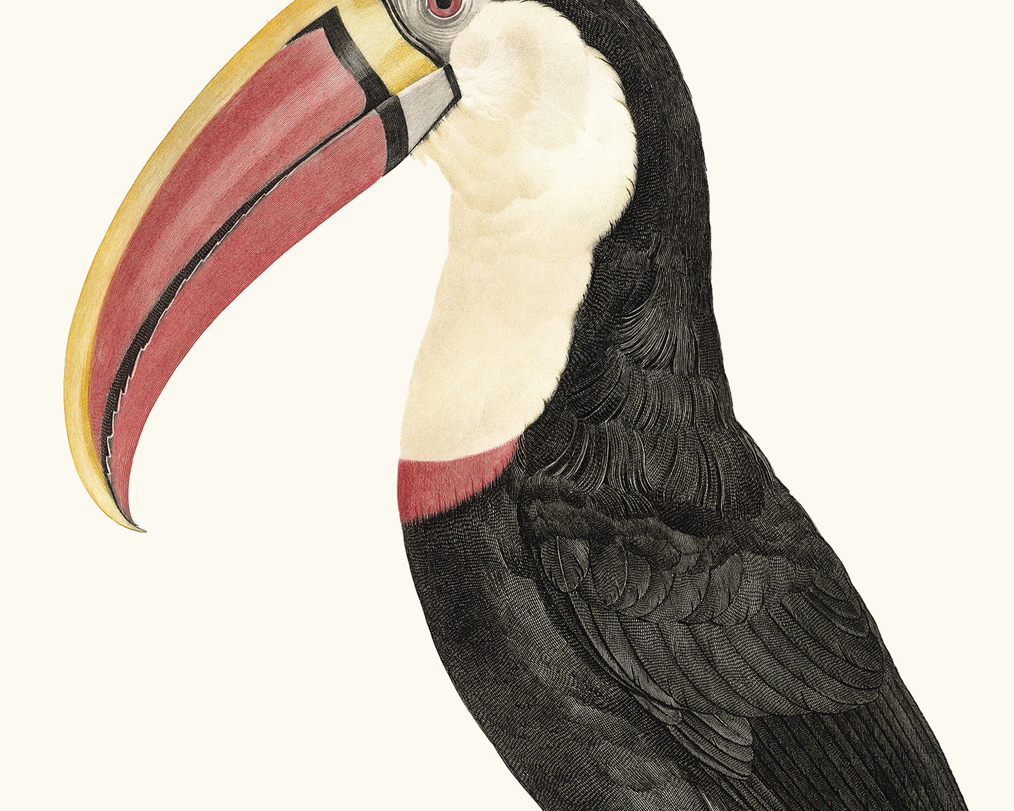 Toucan Drawings from France, Art Print Set #2 - Set of Two