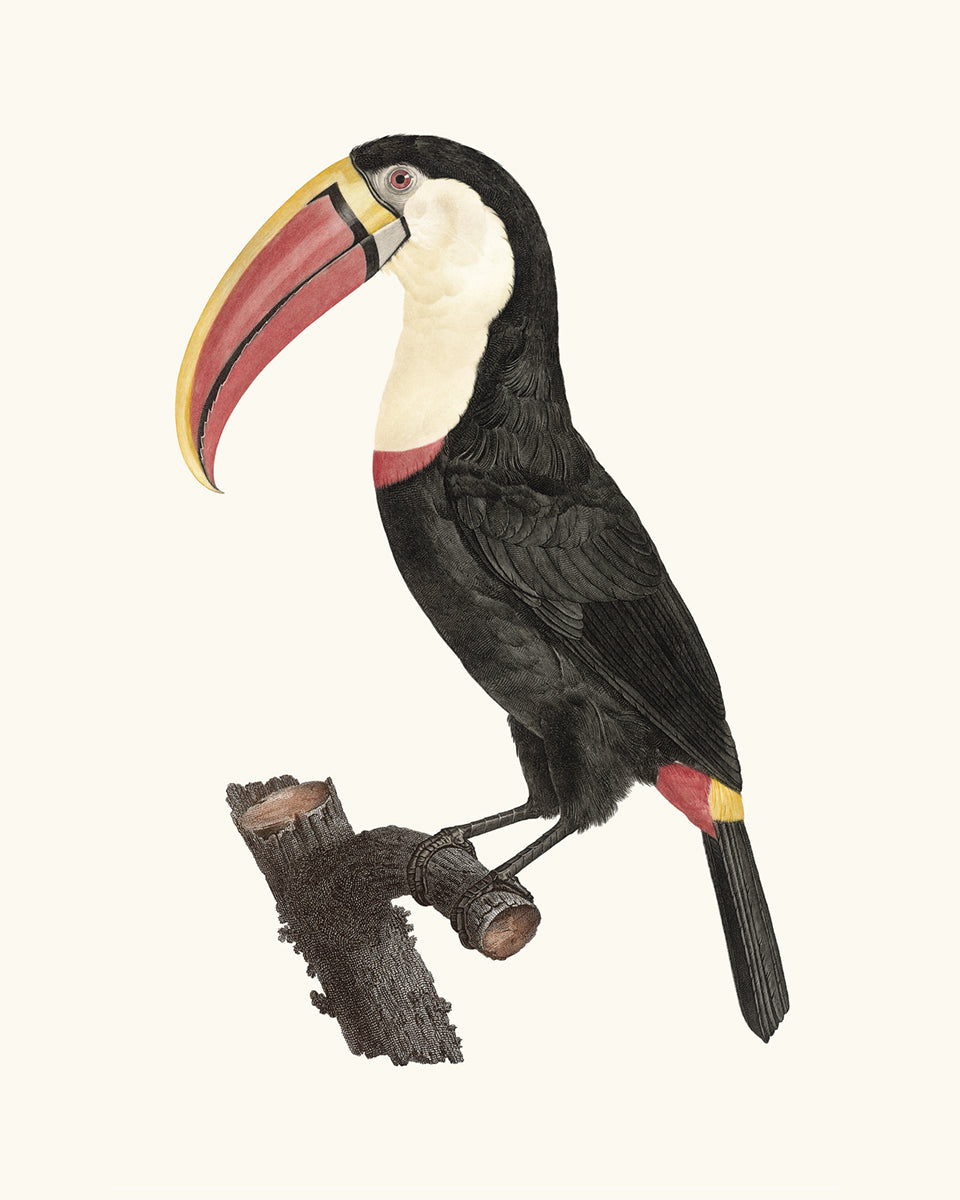 Toucan Drawings from France, Art Print Set #2 - Set of Two