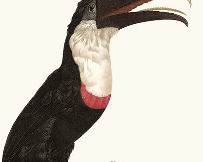 Toucan Drawings from France, Art Print Set #1 - Set of Two