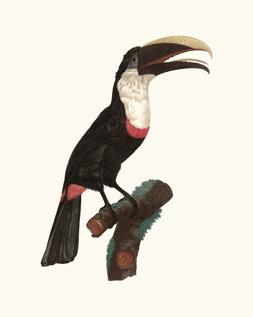 Toucan Drawings from France, Art Print Set #1 - Set of Two