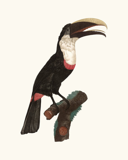 Toucan Drawings from France, Art Print Set #1 - Set of Two