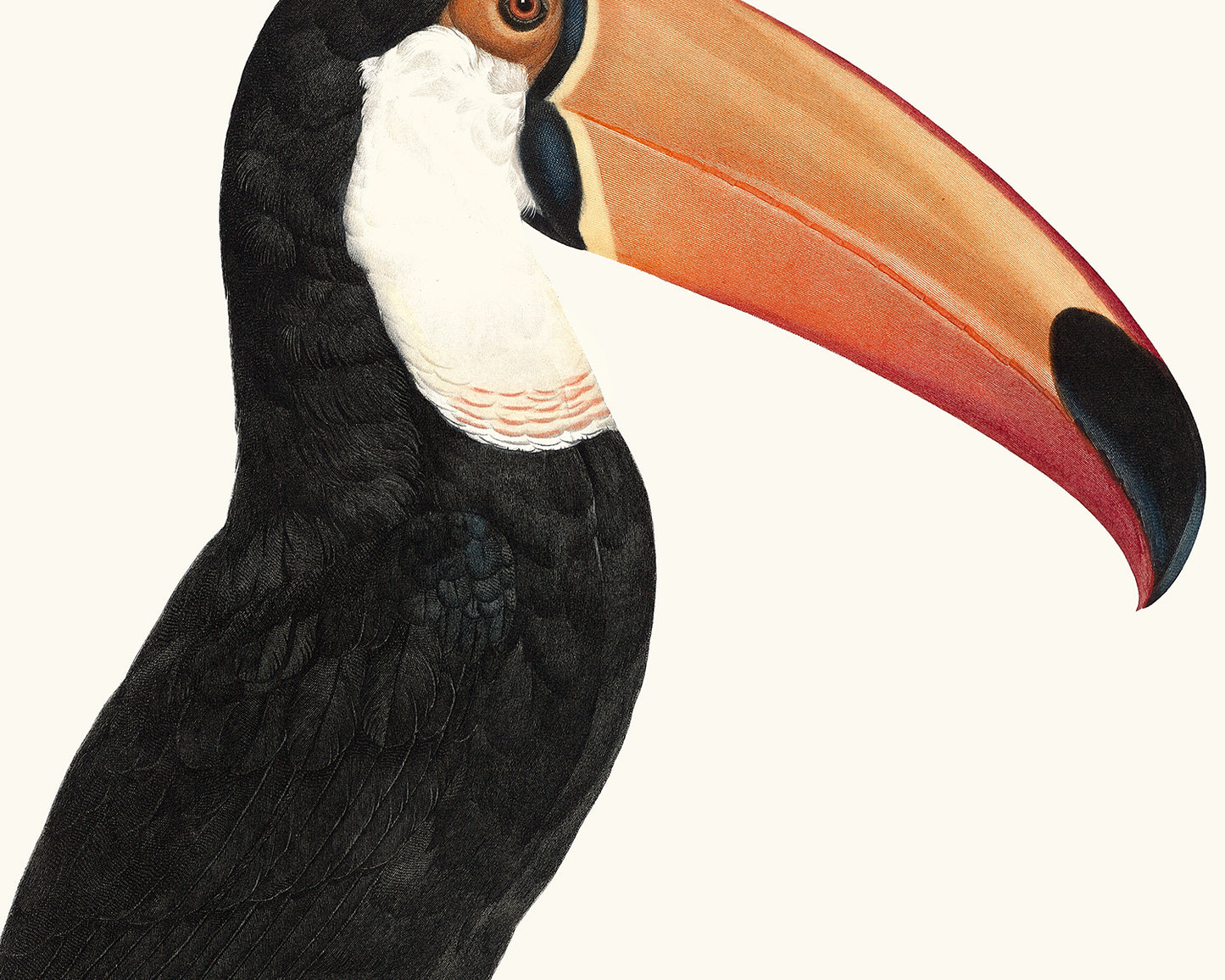 Toucan Drawings from France, Art Print Set #2 - Set of Two