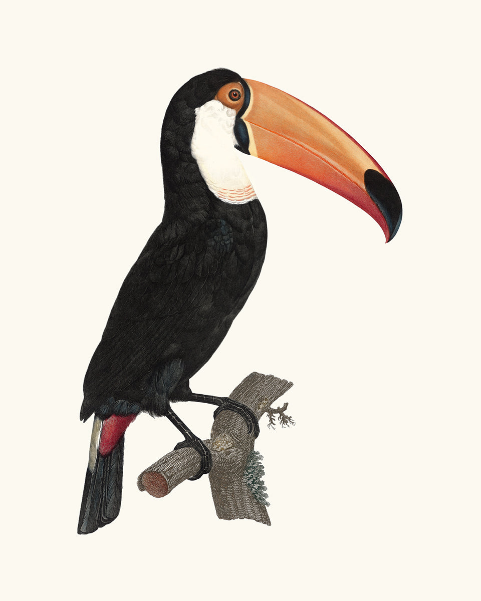 Toucan Drawings from France, Art Print Set #2 - Set of Two