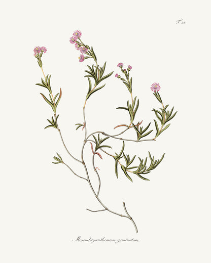 Delicate Pink Flower Botanical Art Prints - Set of Three