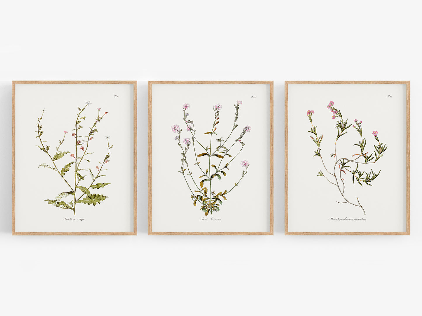 Delicate Pink Flower Botanical Art Prints - Set of Three