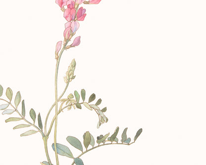 Wildflower Botanical Art Prints in Pink - Set of Three