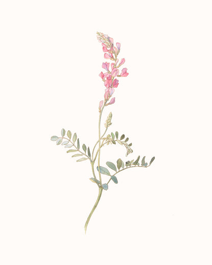 Wildflower Botanical Art Prints in Pink - Set of Three