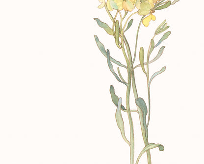 Wildflower Botanical Art Prints in Yellow - Set of Three