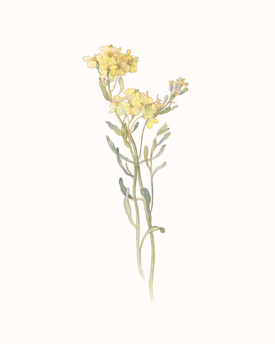 Wildflower Botanical Art Prints in Yellow - Set of Three