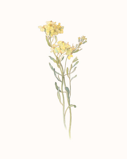 Wildflower Botanical Art Prints in Yellow - Set of Three