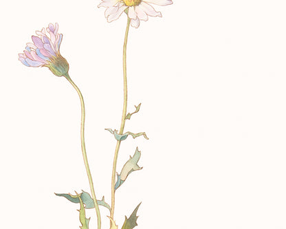 Wildflower Botanical Art Prints in Pink - Set of Three