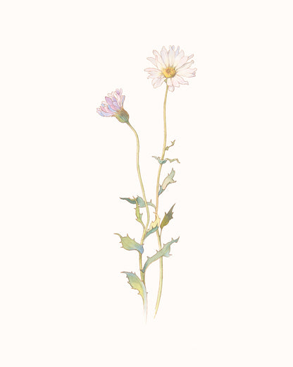 Wildflower Botanical Art Prints in Pink - Set of Three