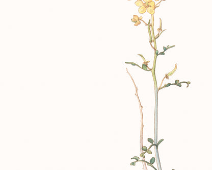 Wildflower Botanical Art Prints in Yellow - Set of Three