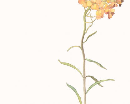 Wildflower Botanical Art Prints in Yellow - Set of Three