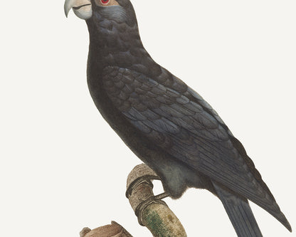 Large Vaza Parrot, West Indies Style Tropical Art Print