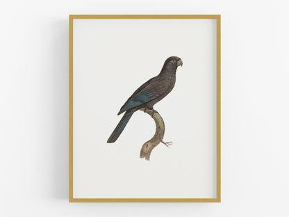 Petit Vaza Parrot, West Indies Style Tropical Art Print