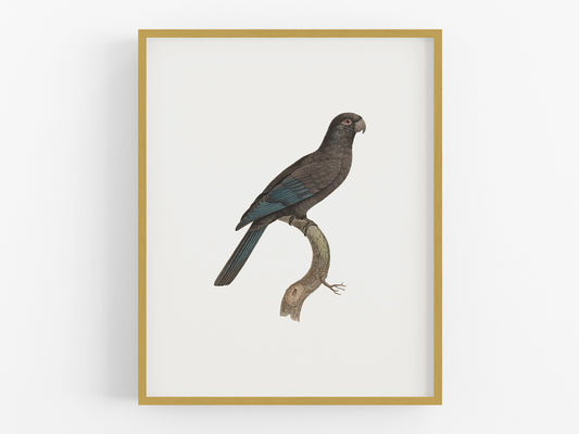 Petit Vaza Parrot, West Indies Style Tropical Art Print