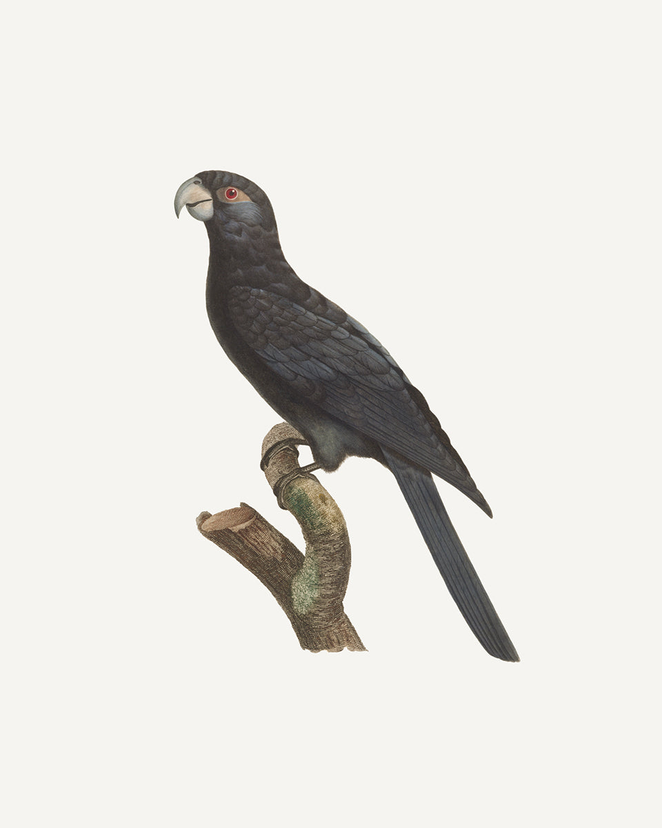 Large Vaza Parrot, West Indies Style Tropical Art Print
