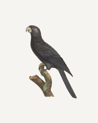 Large Vaza Parrot, West Indies Style Tropical Art Print