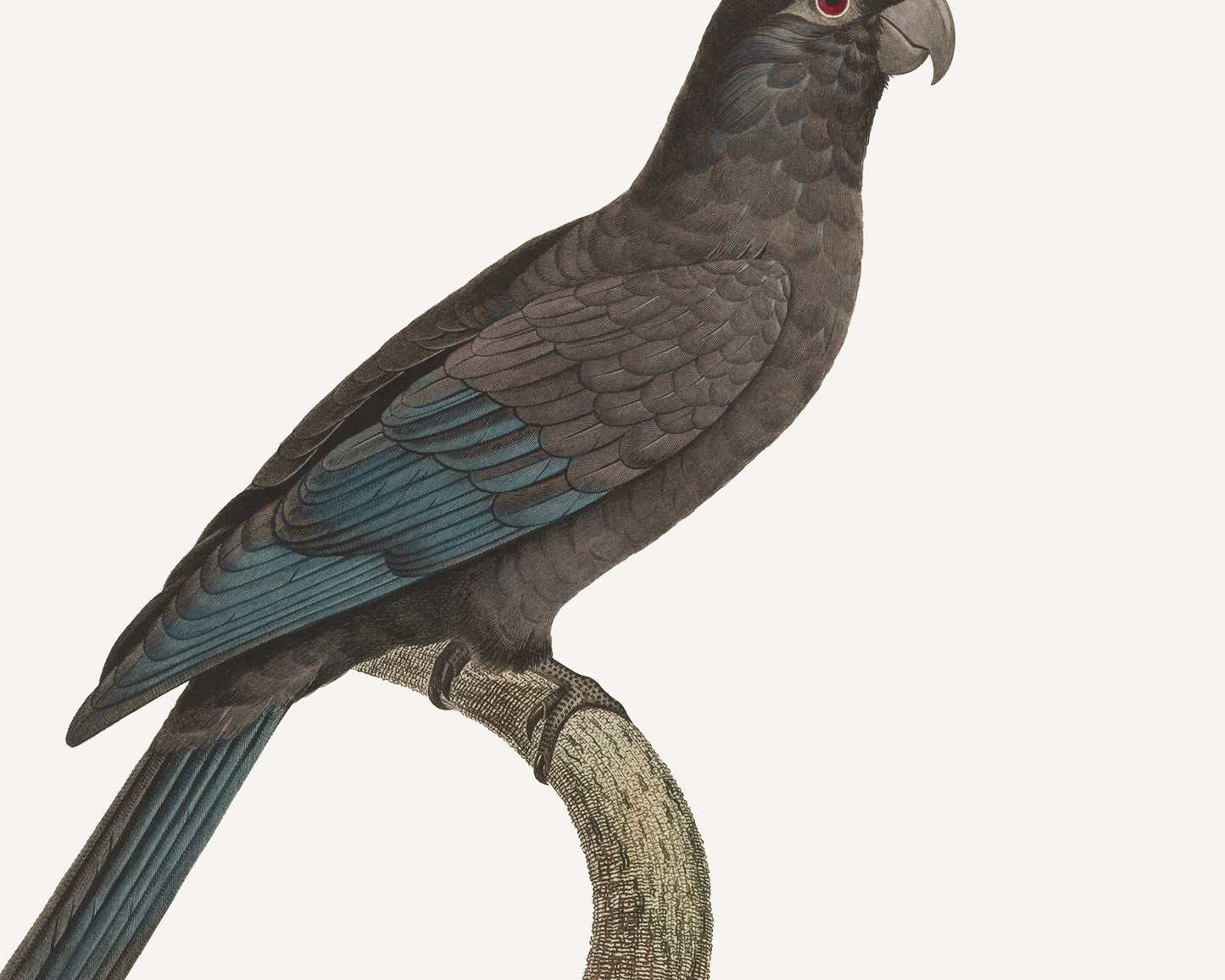 Petit Vaza Parrot, West Indies Style Tropical Art Print