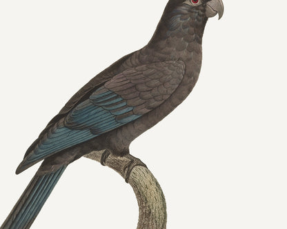 Petit Vaza Parrot, West Indies Style Tropical Art Print
