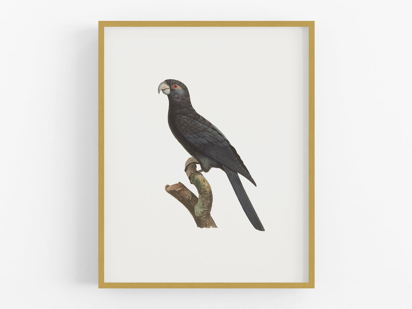 Large Vaza Parrot, West Indies Style Tropical Art Print