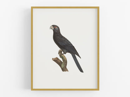 Large Vaza Parrot, West Indies Style Tropical Art Print