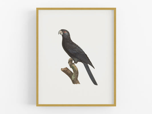 Large Vaza Parrot, West Indies Style Tropical Art Print